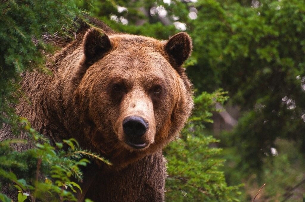 Montana Grizzly Bear Red Rock Creek