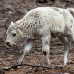 Yellowstone National Park Confirms White Bison Calf Born June 4