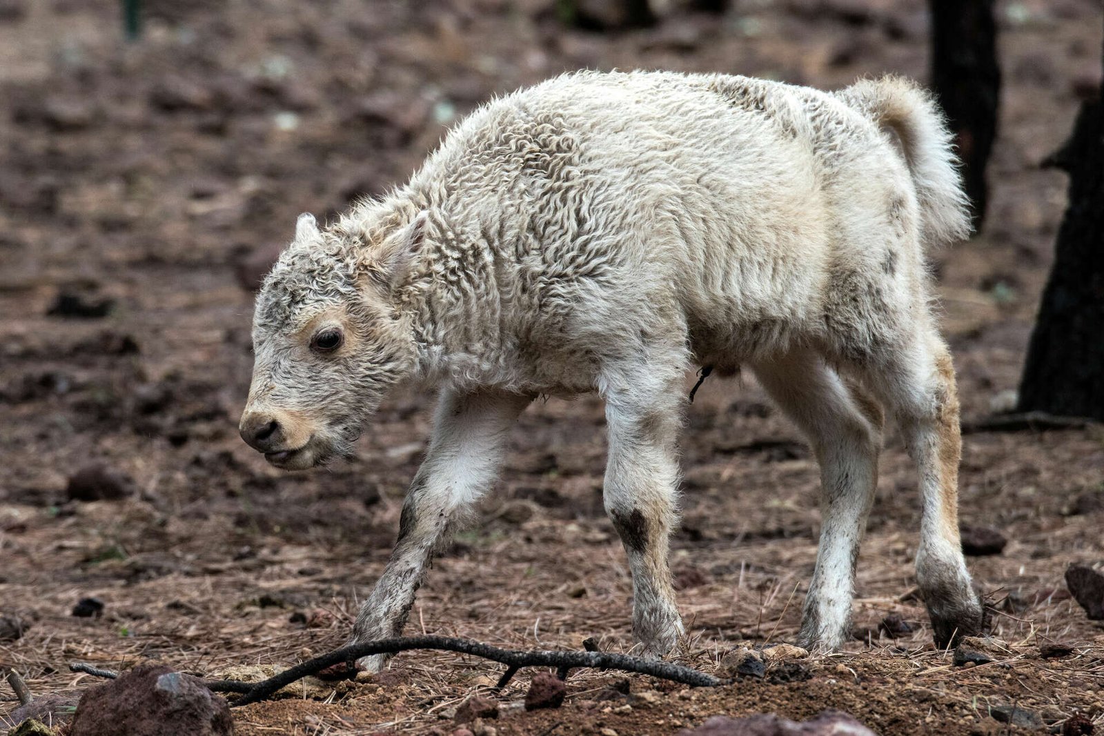 Yellowstone National Park Confirms White Bison Calf Born June 4