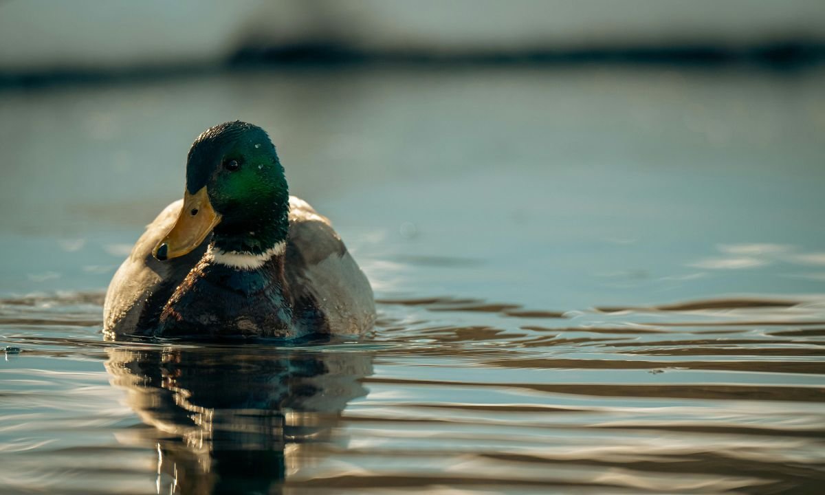 get rid of laturedrianeuro